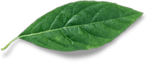 green leaf decorative icon